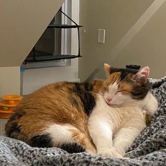 Meet your Posher, Chiara - Picture 1 of 1